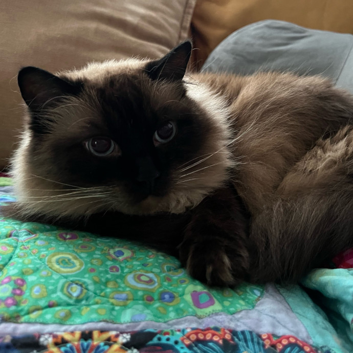 Your Cat's Next Best Furr-Iend
