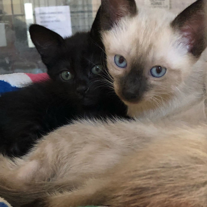 Your Cat's Next Best Furr-Iend