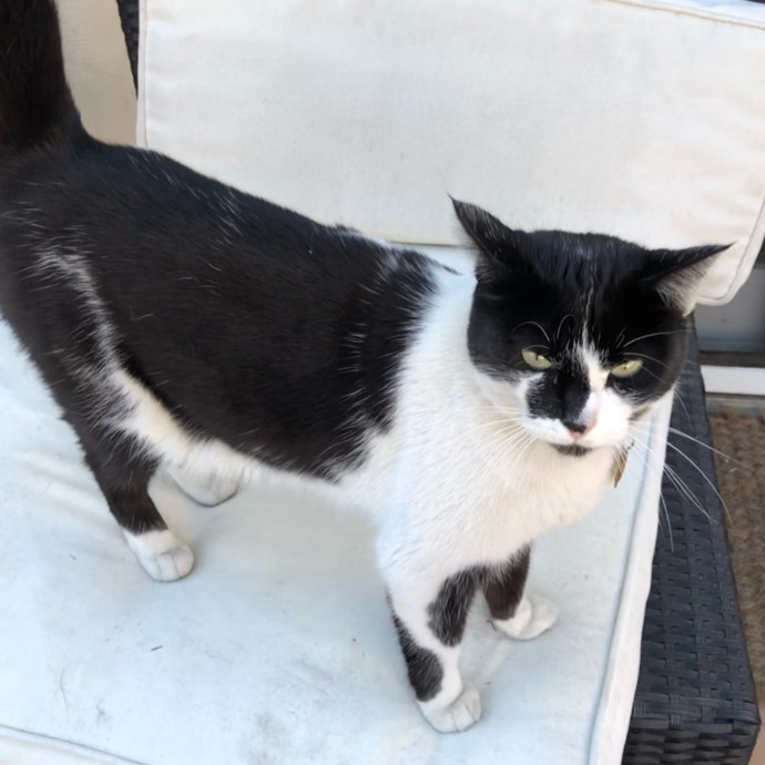 Your Cat's Next Best Furr-Iend