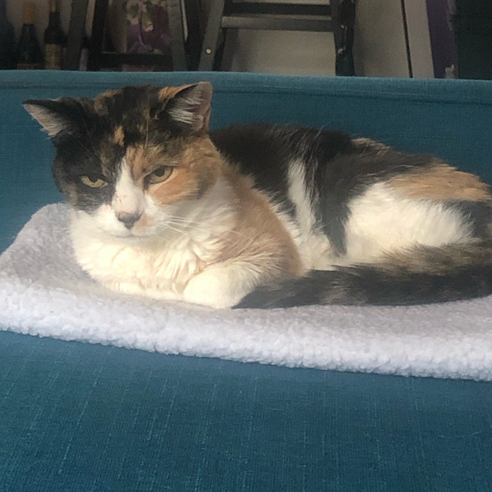 Your Cat's Next Best Furr-Iend