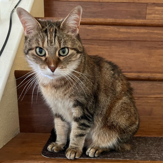 Your Cat's Next Best Furr-Iend
