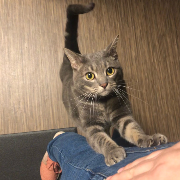 Your Cat's Next Best Furr-Iend