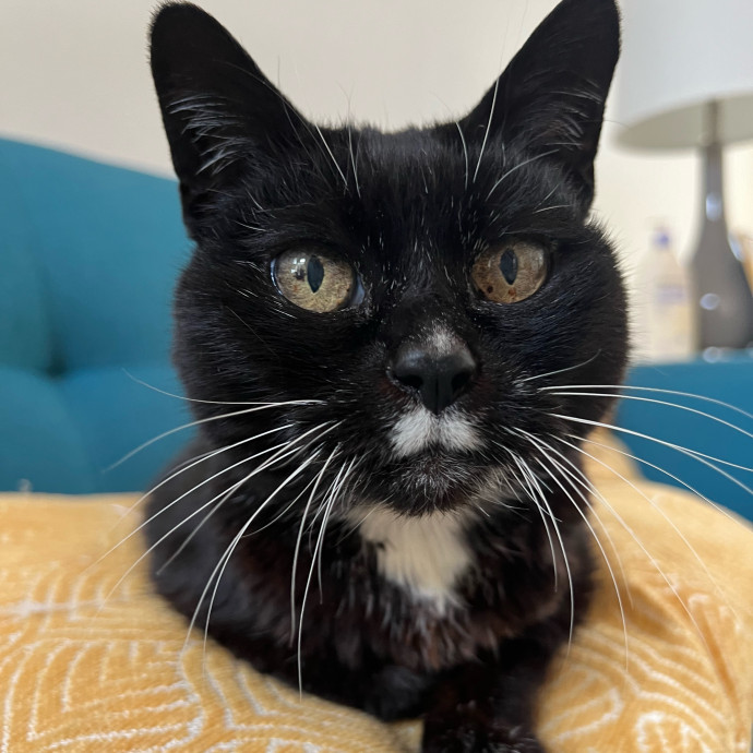 Your Cat's Next Best Furr-Iend