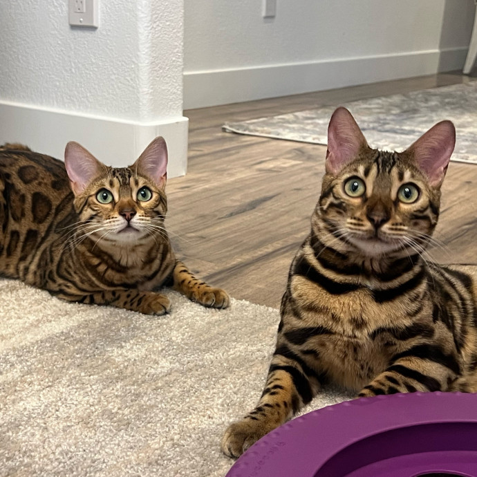 Your Cat's Next Best Furr-Iend