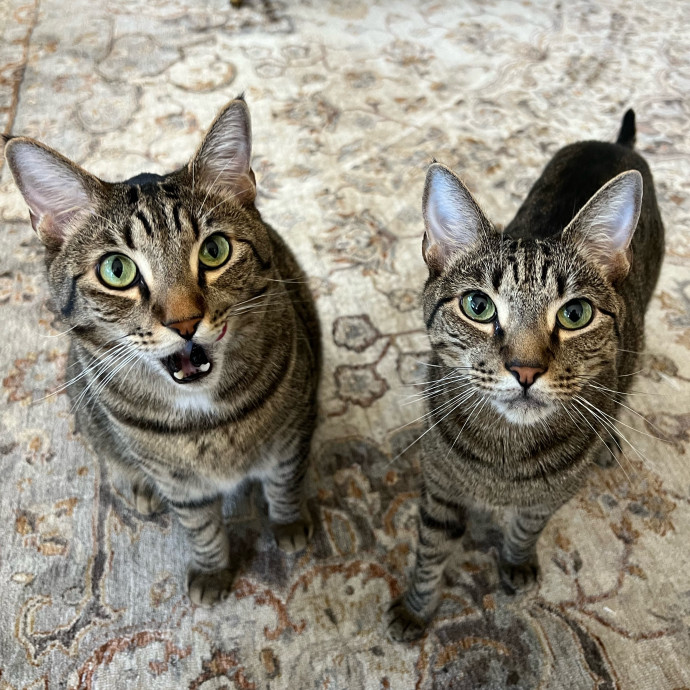 Your Cat's Next Best Furr-Iend