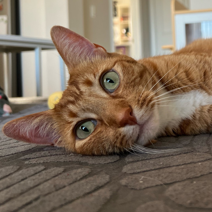 Your Cat's Next Best Furr-Iend
