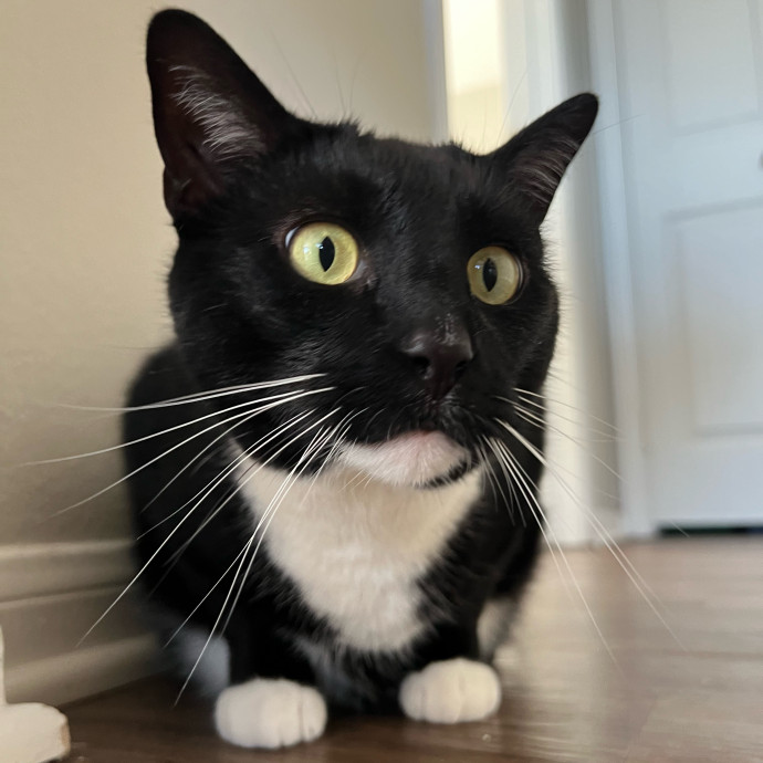 Your Cat's Next Best Furr-Iend