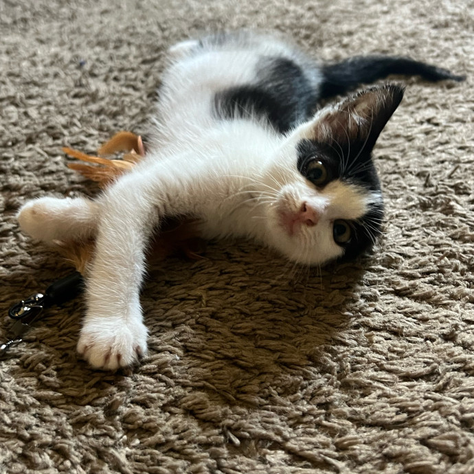 Your Cat's Next Best Furr-Iend