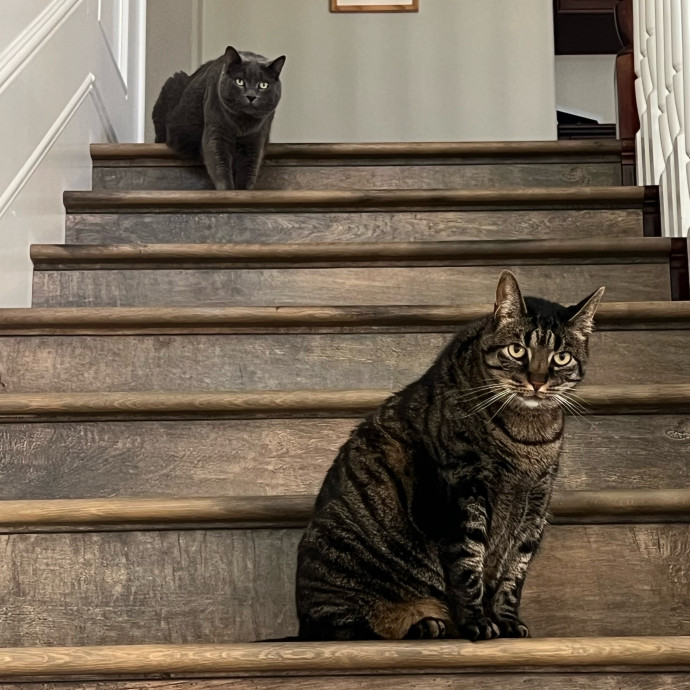 Your Cat's Next Best Furr-Iend