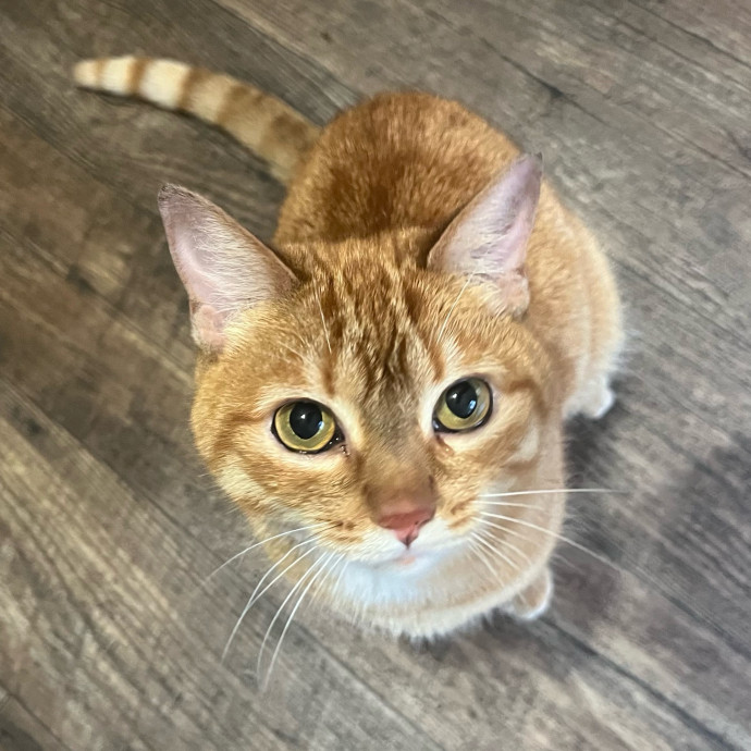 Your Cat's Next Best Furr-Iend