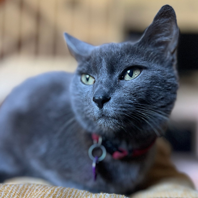 Your Cat's Next Best Furr-Iend