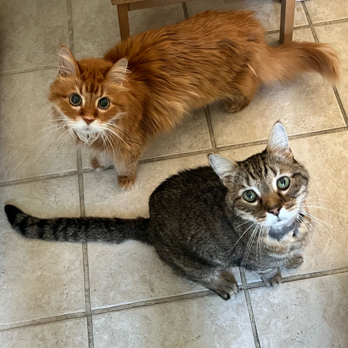 Your Cat's Next Best Furr-Iend