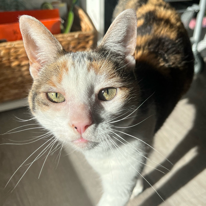 Your Cat's Next Best Furr-Iend