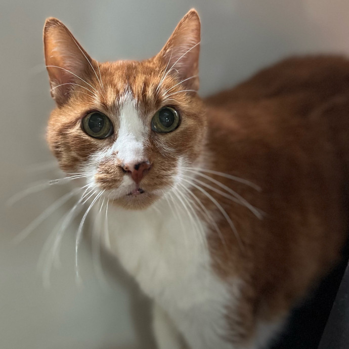Your Cat's Next Best Furr-Iend photo 3