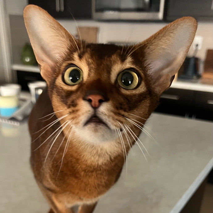 Your Cat's Next Best Furr-Iend photo 2