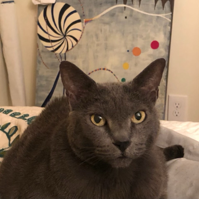 Experienced Cat Friend