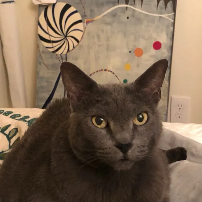 Experienced Cat Friend