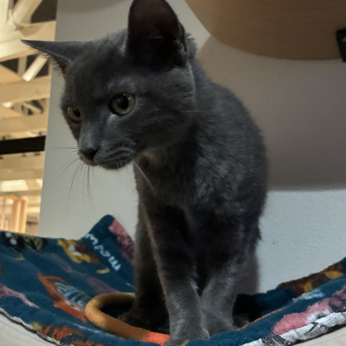 Experienced Cat Friend