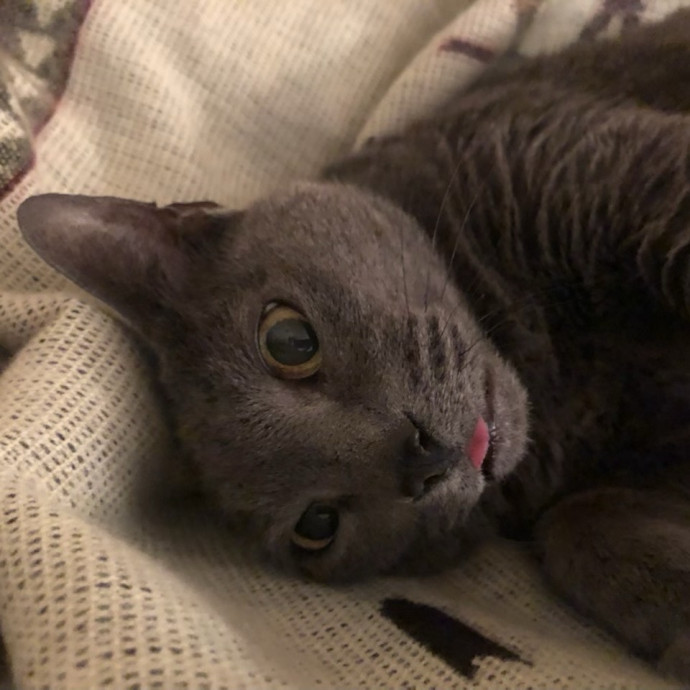 Experienced Cat Friend