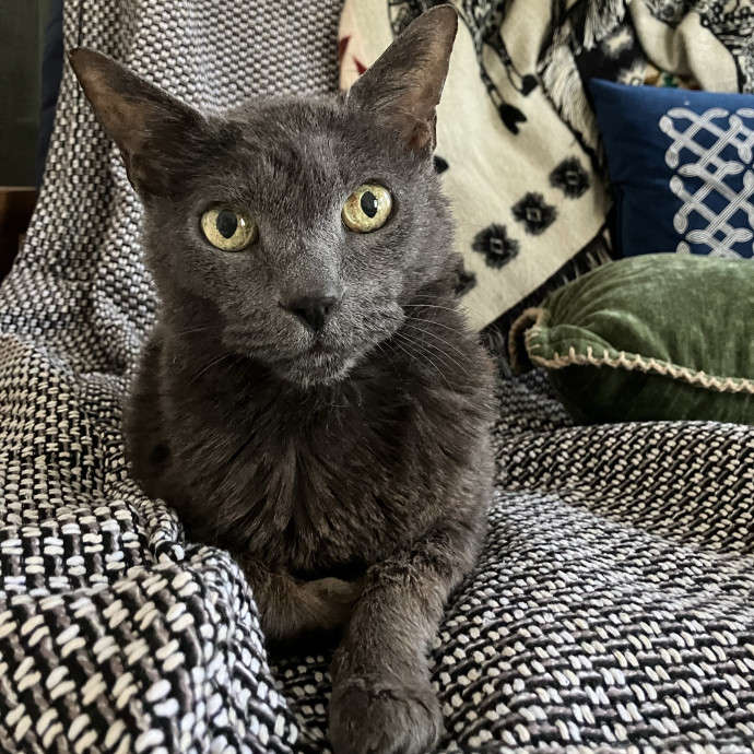 Experienced Cat Friend photo 3