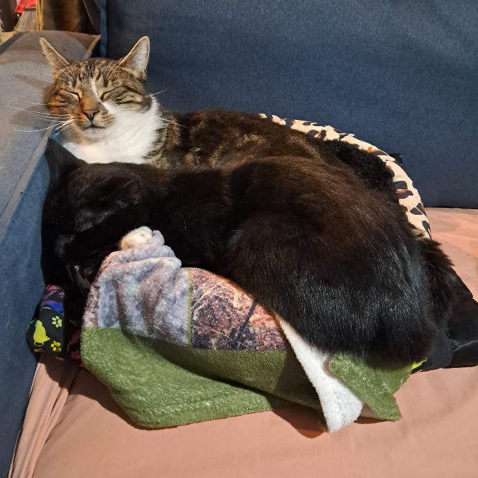 Dover-Foxcroft Cat Sitter photo 2