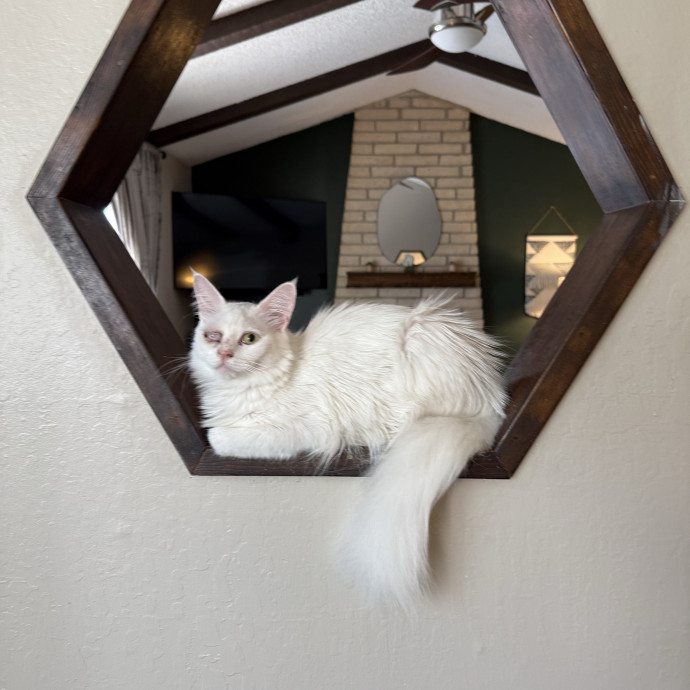 Dedicate Cat Sitter  Whisker Wrangler