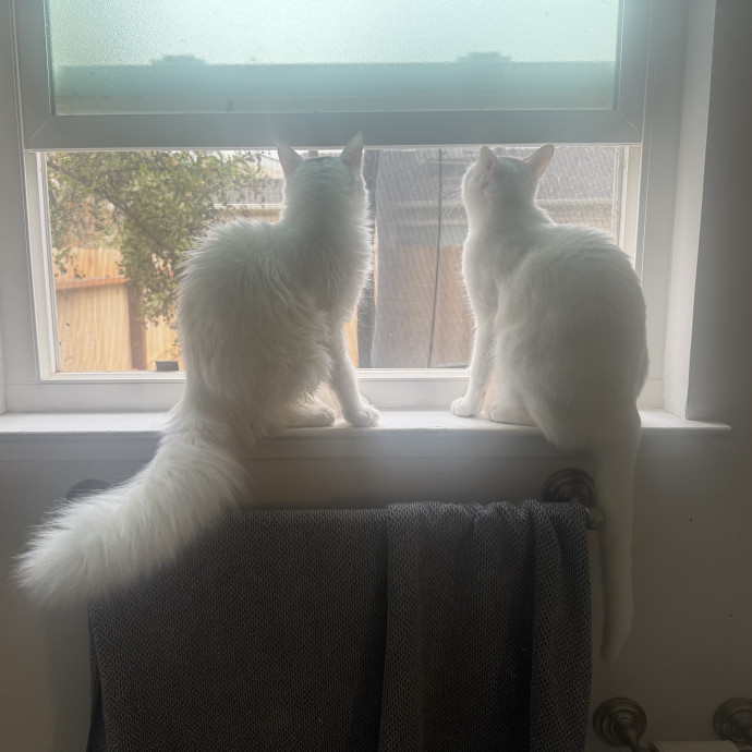 Dedicate Cat Sitter  Whisker Wrangler photo 3