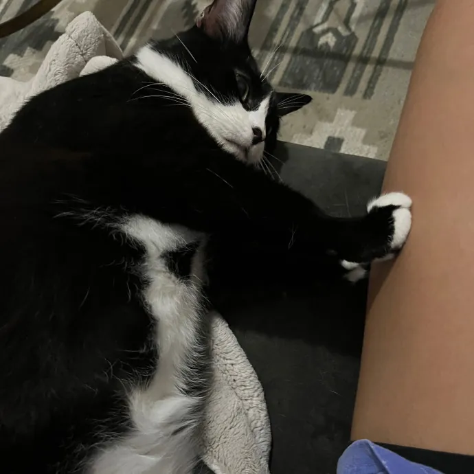 Fi's Felines
