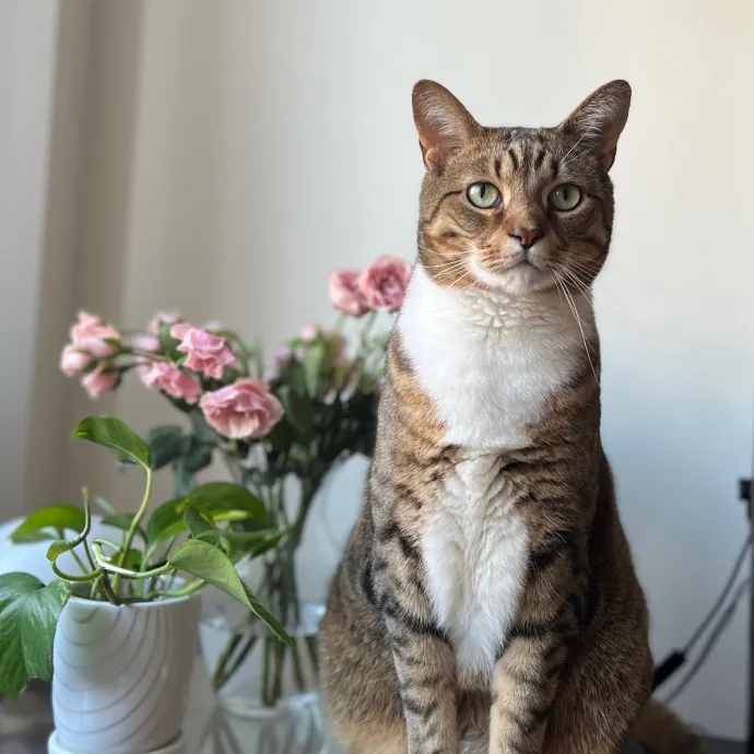 Fi's Felines