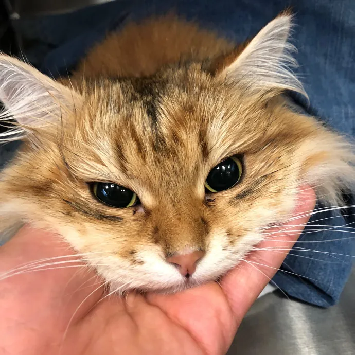 Fi's Felines