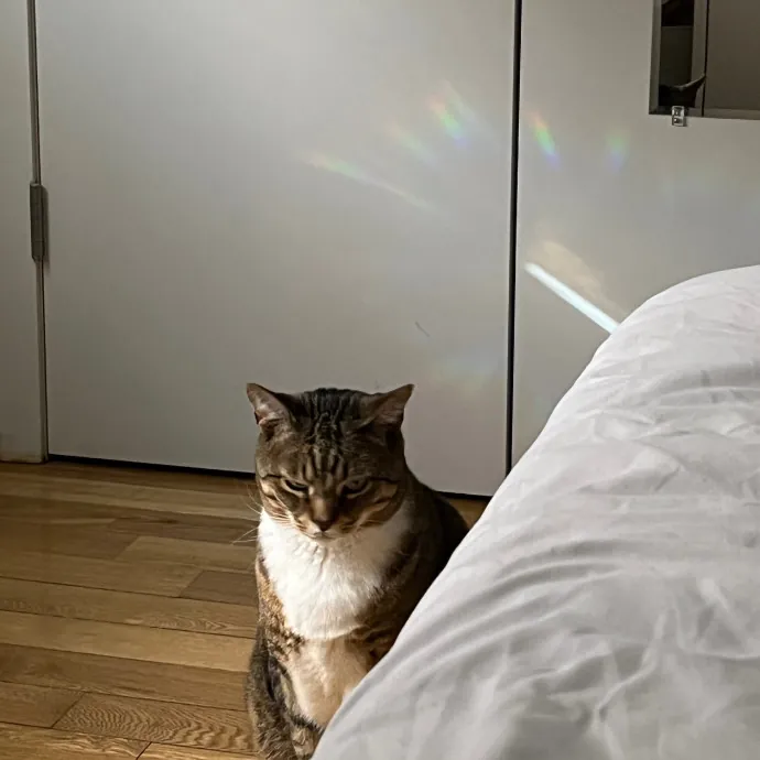 Fi's Felines