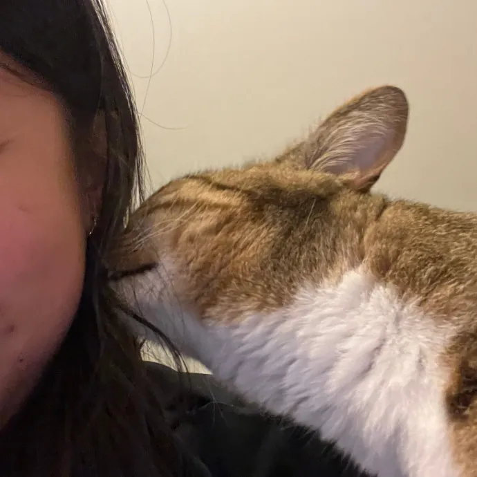 Fi's Felines