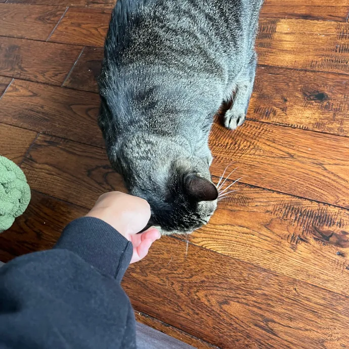 Fi's Felines