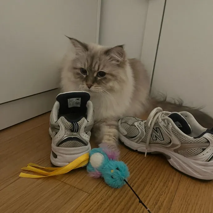 Fi's Felines photo 4