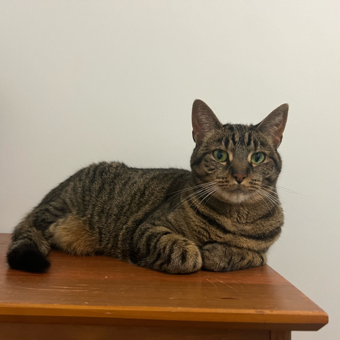 Brees Cat Sitting photo 2