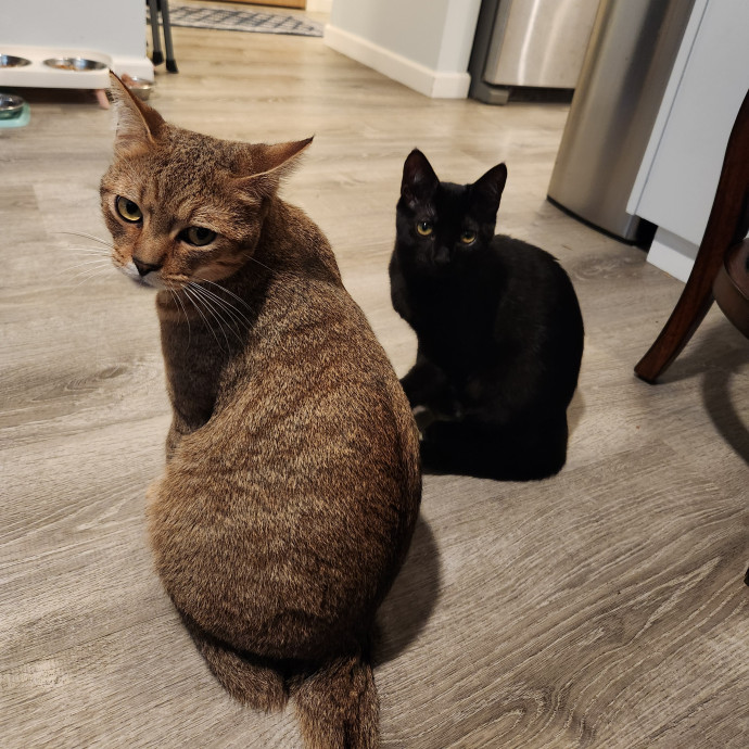 Gentle Care Kittens To Wise Seniors