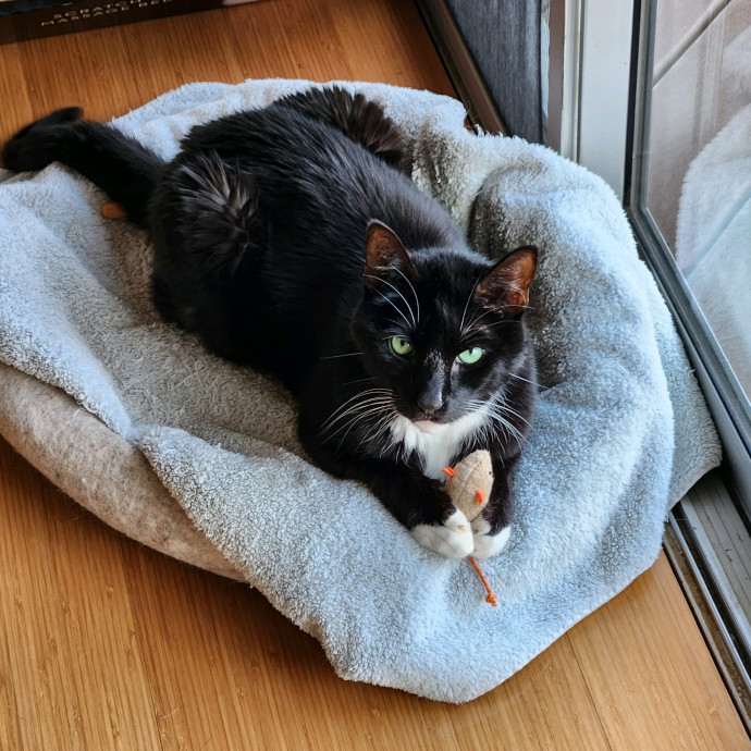 Gentle Care Kittens To Wise Seniors