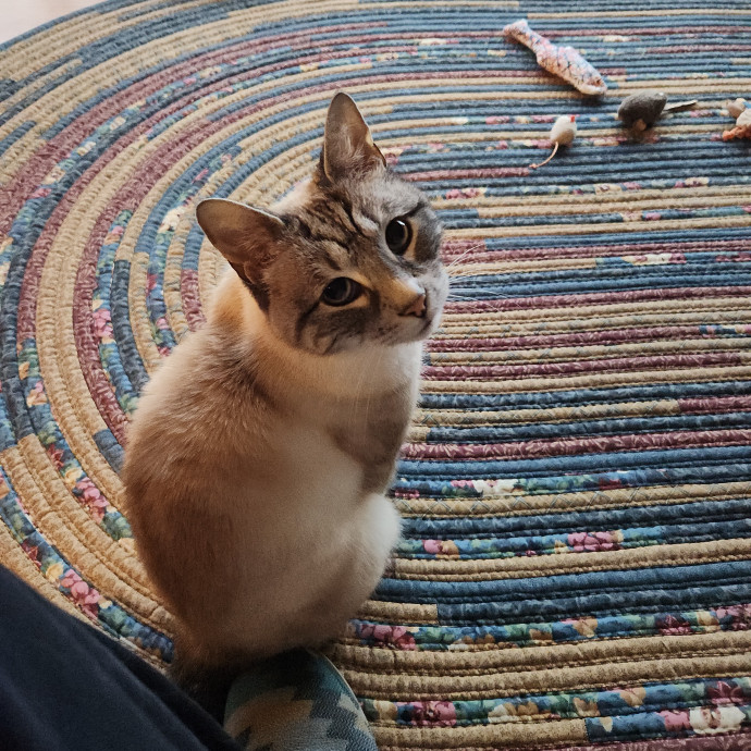Gentle Care Kittens To Wise Seniors