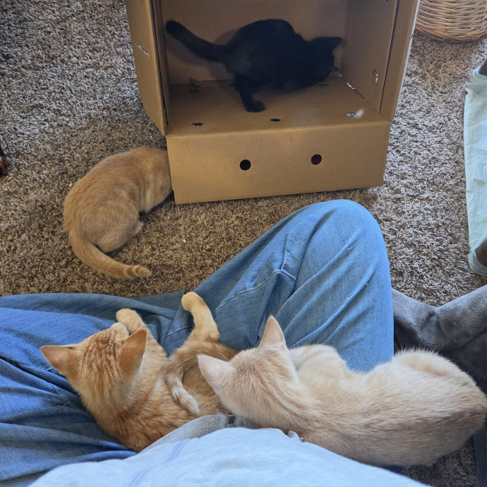 Gentle Care Kittens To Wise Seniors photo 3