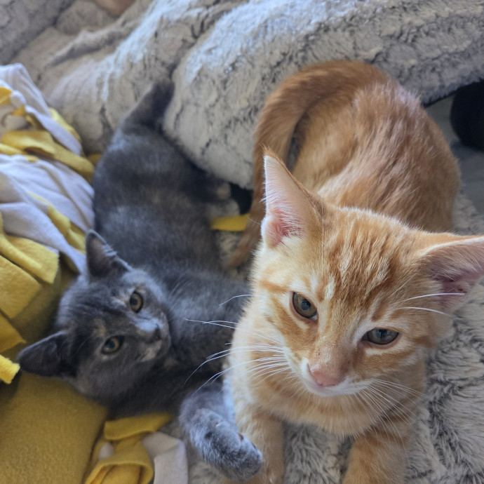 Gentle Care Kittens To Wise Seniors photo 2