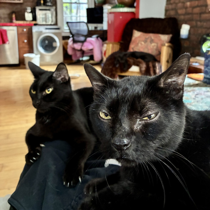 Lisa's Cat Care