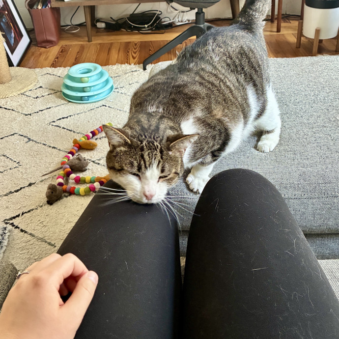 Lisa's Cat Care