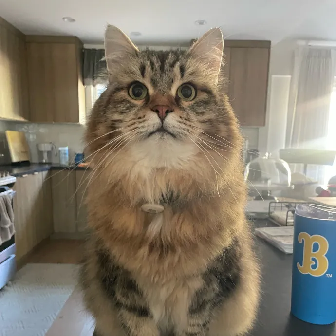 Attentive  Experienced Cat Caretaker