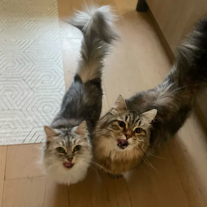 Attentive  Experienced Cat Caretaker