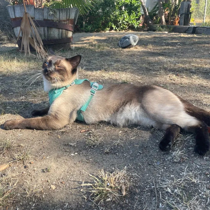 Attentive  Experienced Cat Caretaker