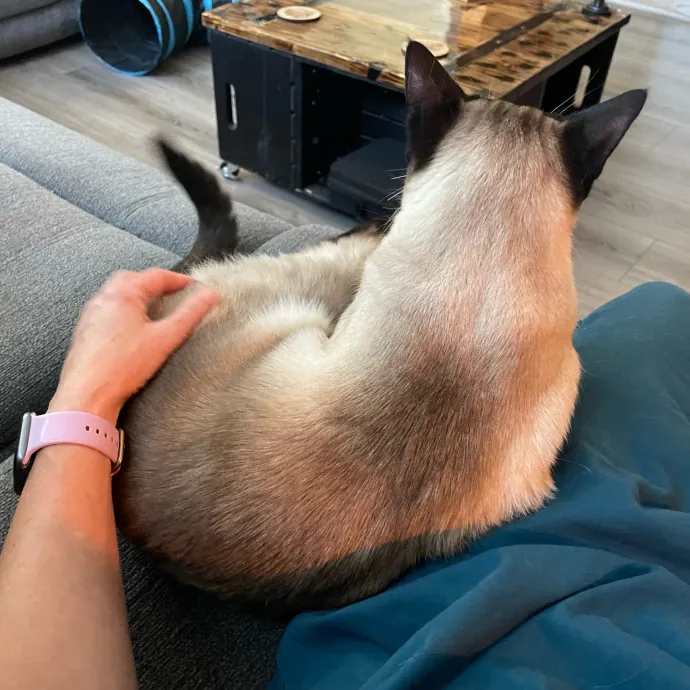 Attentive  Experienced Cat Caretaker