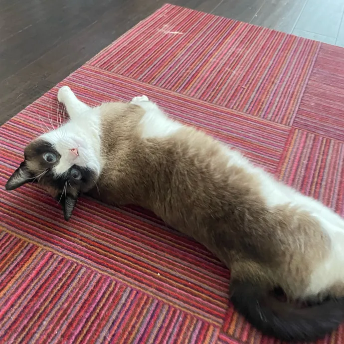 Attentive  Experienced Cat Caretaker