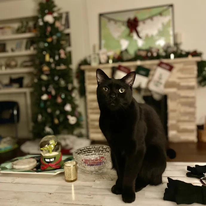 Attentive  Experienced Cat Caretaker