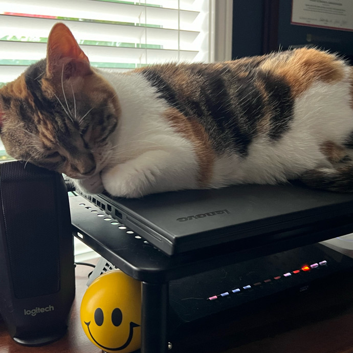 Cat Lover Based In Tigard