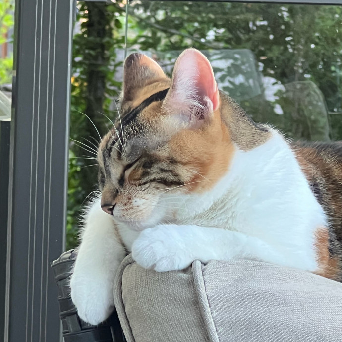 Cat Lover Based In Tigard